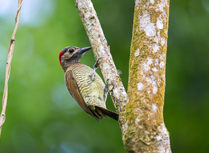 Golden-olive Woodpecker